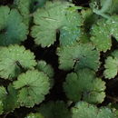 Hydrocotyle sibthorpioides Lam. resmi