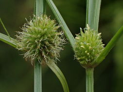 Image of <i>Kyllinga brevifolia</i>