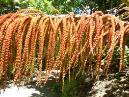 Sivun Gunnera insignis (Oerst.) Oerst. kuva