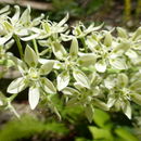 Image of <i>Melanthium virginicum</i>