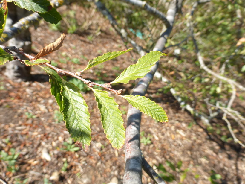 Image of Nothofagus obliqua var. obliqua