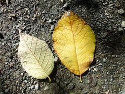 Imagem de <i>Pterostyrax hispida</i>