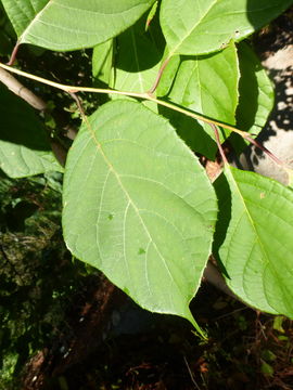 Imagem de Pterostyrax psilophyllus Diels ex Perkins