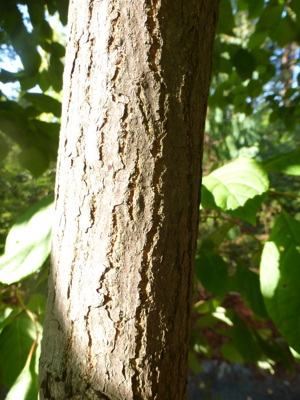 Imagem de Pterostyrax psilophyllus Diels ex Perkins