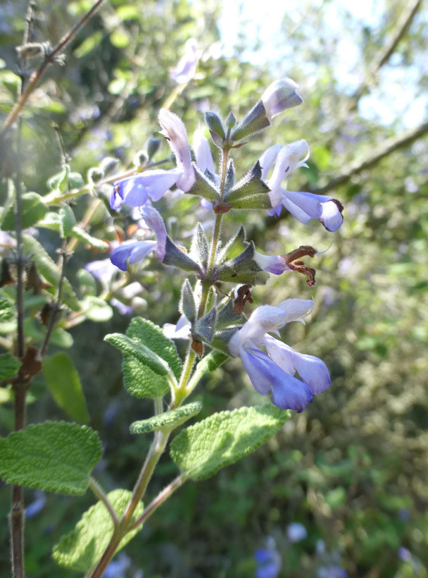 Salvia melissodora Lag. resmi