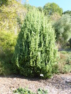 Image of Common Juniper