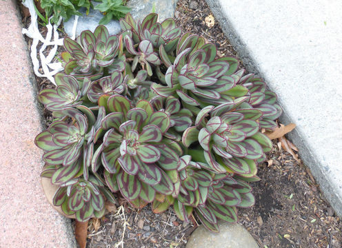 Image of Echeveria nodulosa (Bak.) Otto