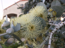 Image of Silver-leaved Mountain Gum