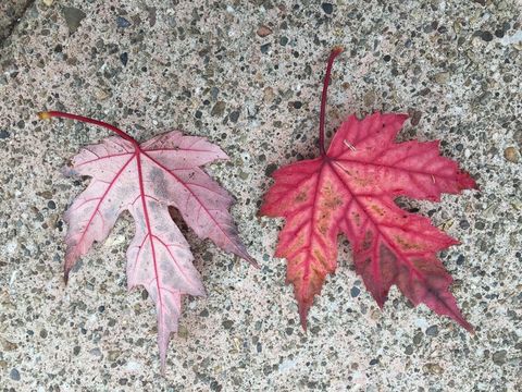 Image of Red Maple