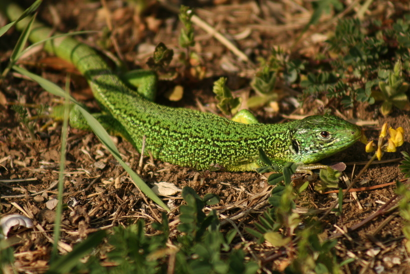 Image of Western Green Lizard