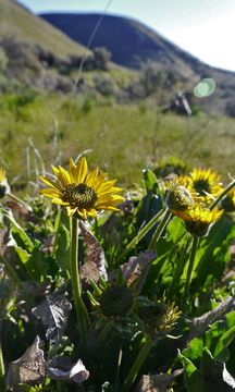 Image of Carey's balsamroot