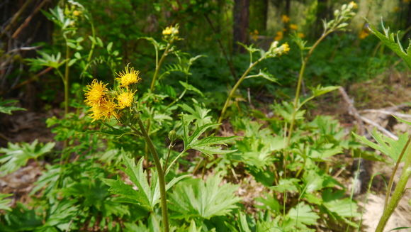 صورة Cacaliopsis nardosmia (A. Gray) A. Gray