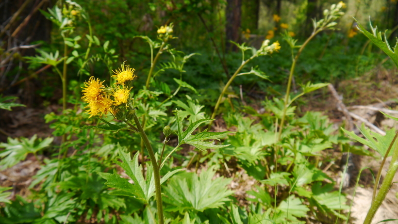 Image de Cacaliopsis nardosmia (A. Gray) A. Gray