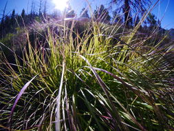 Image of pinegrass