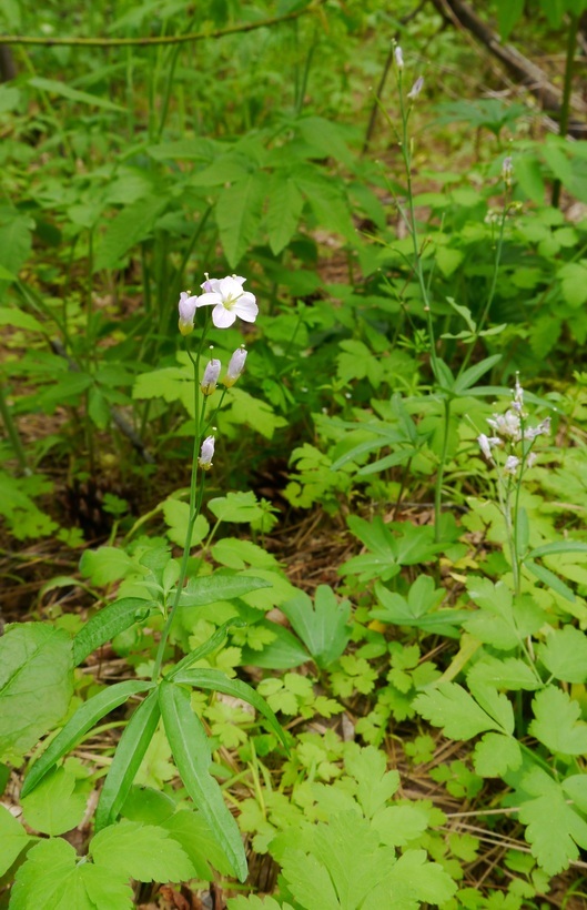 Слика од Cardamine nuttallii Greene