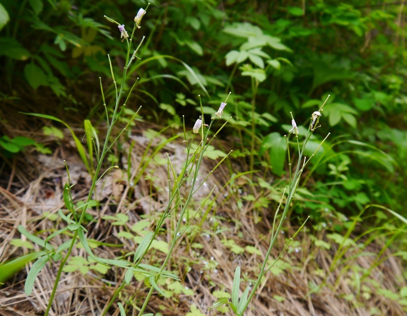 Слика од Cardamine nuttallii Greene