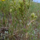 Image of Thompson's Indian paintbrush