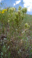 Image of Thompson's Indian paintbrush