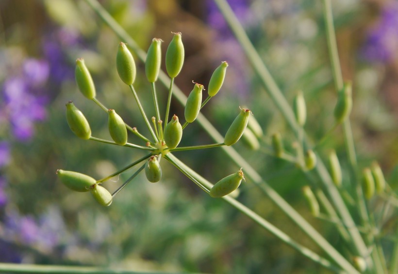 Lomatium nudicaule (Pursh) Coult. & Rose的圖片