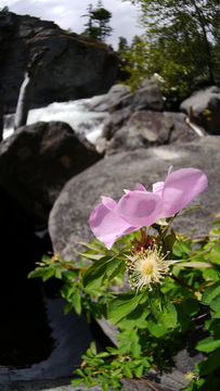 Image of <i>Rosa nutkana</i> ssp. <i>macdougalii</i>