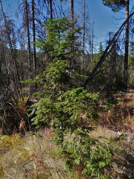 Image of Giant Fir