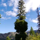 Image of Douglas-fir dwarf mistletoe