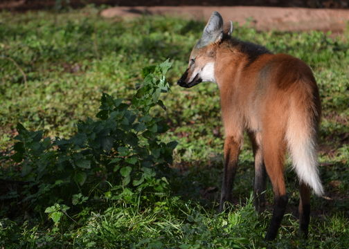 Imagem de Lobo-guará