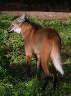 Image of Maned Wolf