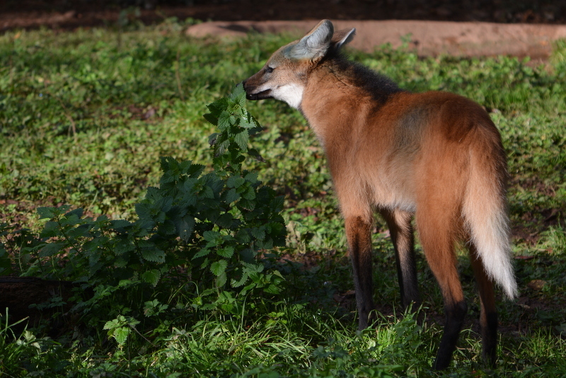 Imagem de Lobo-guará