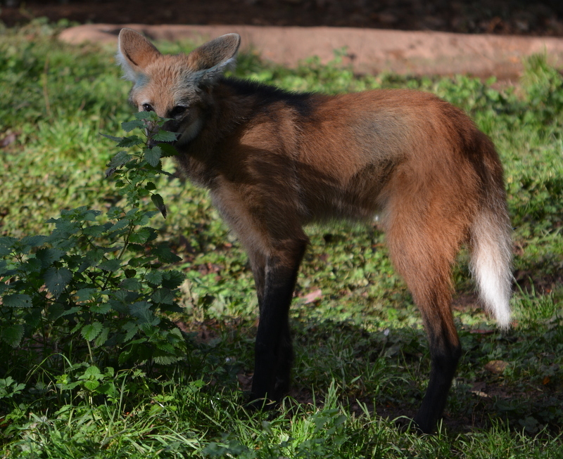 Image of Maned Wolf