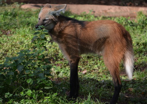 Image of Maned Wolf