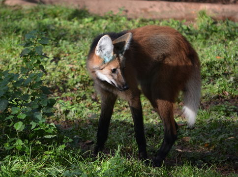 Imagem de Lobo-guará