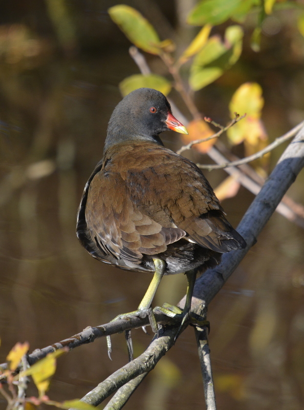 Plancia ëd Gallinula chloropus (Linnaeus 1758)