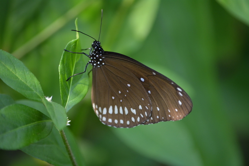 Image of Euploea core Cramer 1780