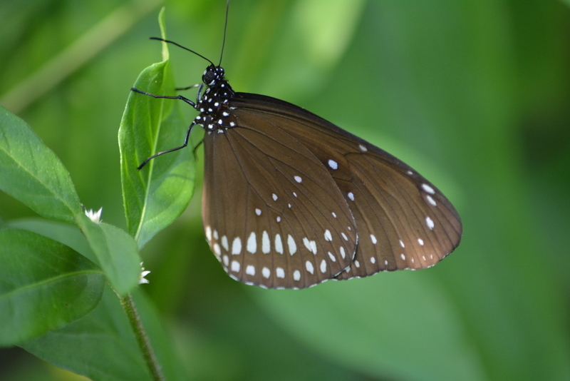 Image of Euploea core Cramer 1780