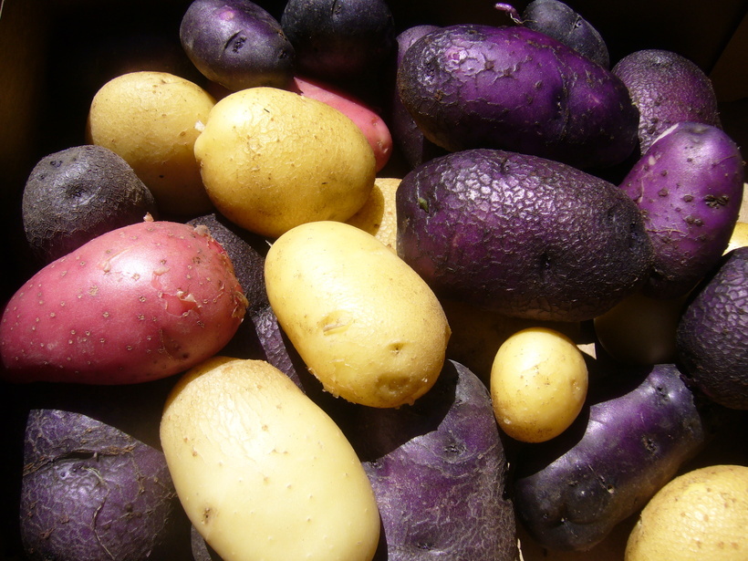 Image de patate