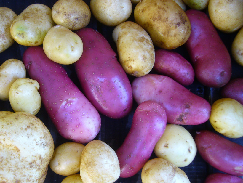 Image of Russian Potato