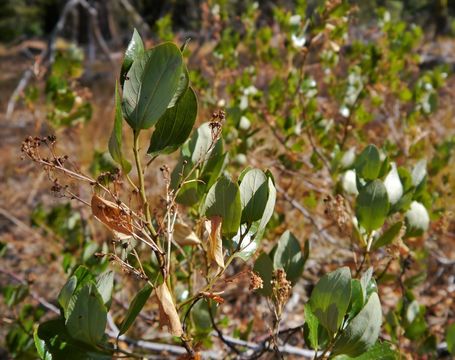 Ceanothus velutinus Dougl. resmi