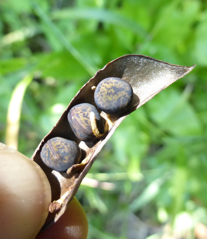 Image of Vicia gigantea Bunge