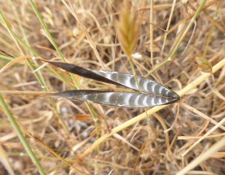 Image of Common Vetch