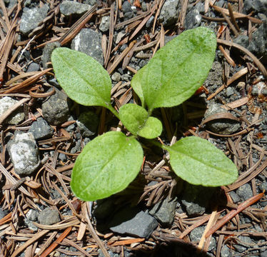 Prunella vulgaris subsp. lanceolata (W. P. C. Barton) Piper & Beattie resmi