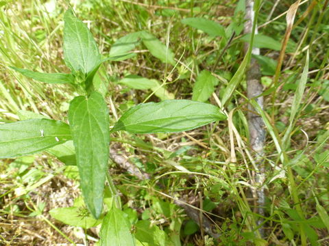 Prunella vulgaris subsp. lanceolata (W. P. C. Barton) Piper & Beattie resmi