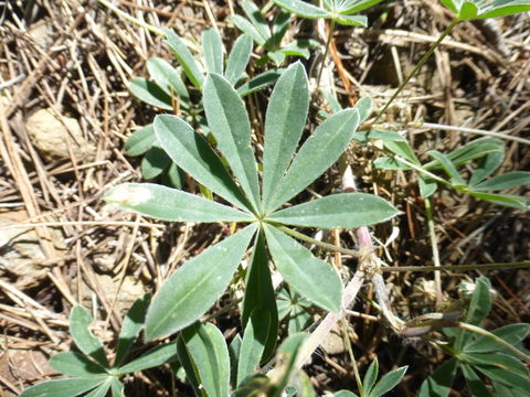 Plancia ëd Lupinus variicolor Steud.