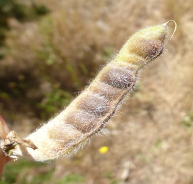 Image of Lindley's Varied Lupine