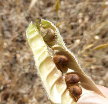 Imagem de Lupinus variicolor Steud.