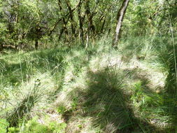 Plancia ëd Festuca californica Vasey