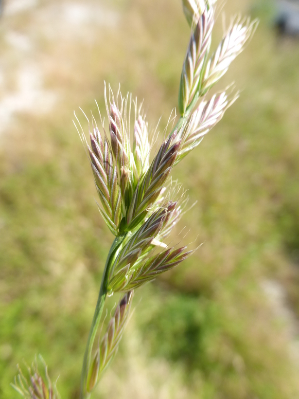 Image of <i>Festuca perennis</i>