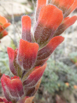 Слика од Castilleja latifolia Hook. & Arn.