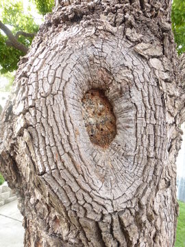 Image of Camphor laurel