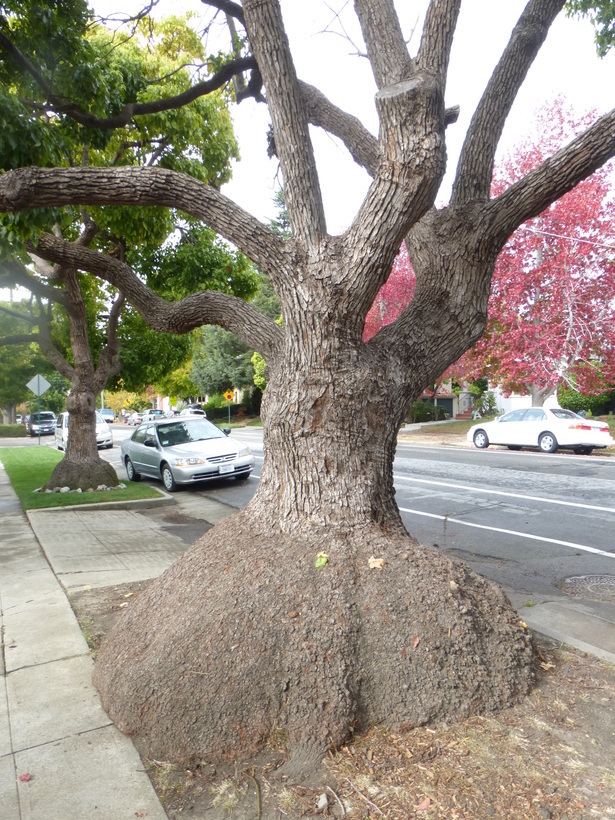 Image of Camphor laurel